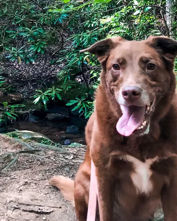 Lost dog in Greenville, SC, 29615