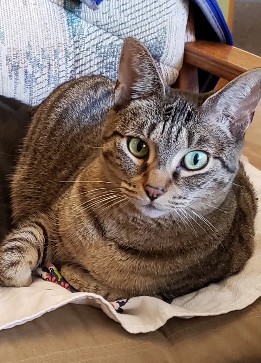 Lost cat in Hartford, WI, 53027