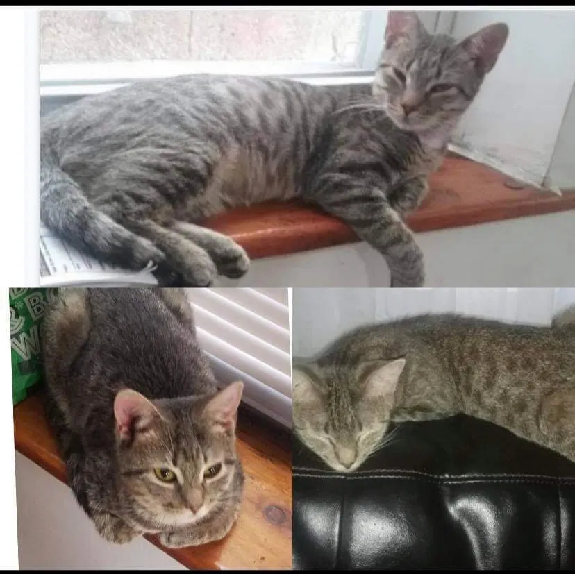 Lost cat in Philadelphia, PA, 19148