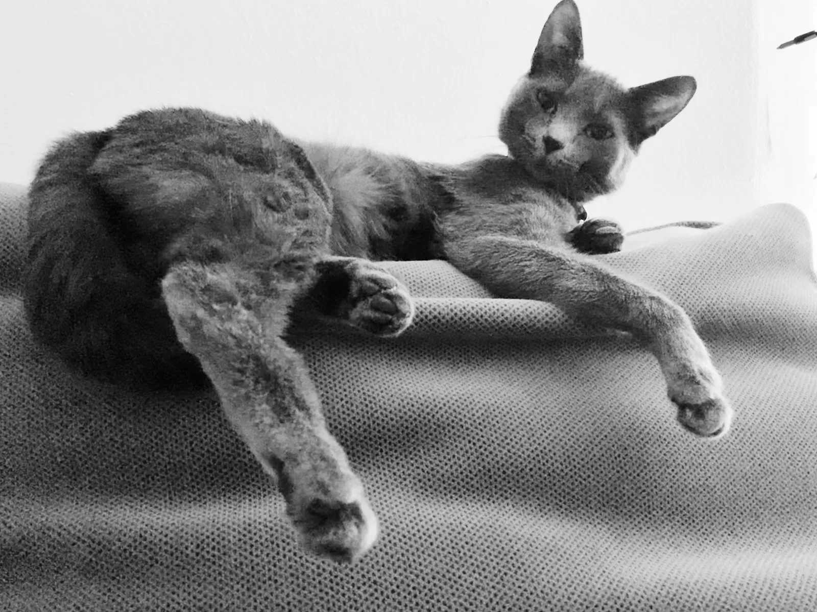 Lost cat in Phoenix, AZ, 85023