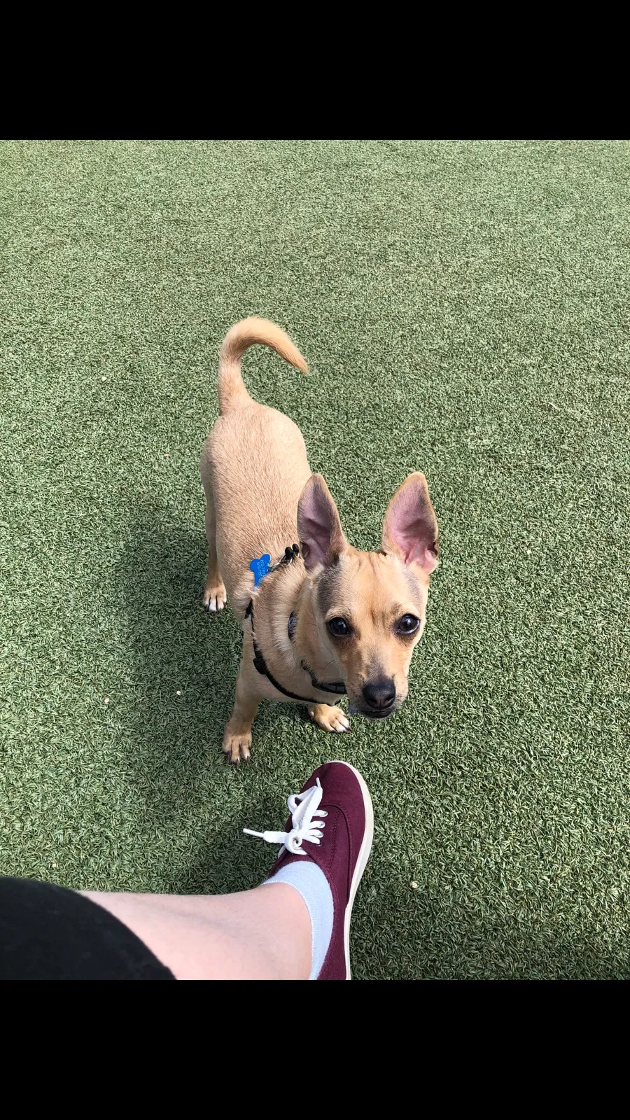 Lost dog in Parowan, UT, 84761