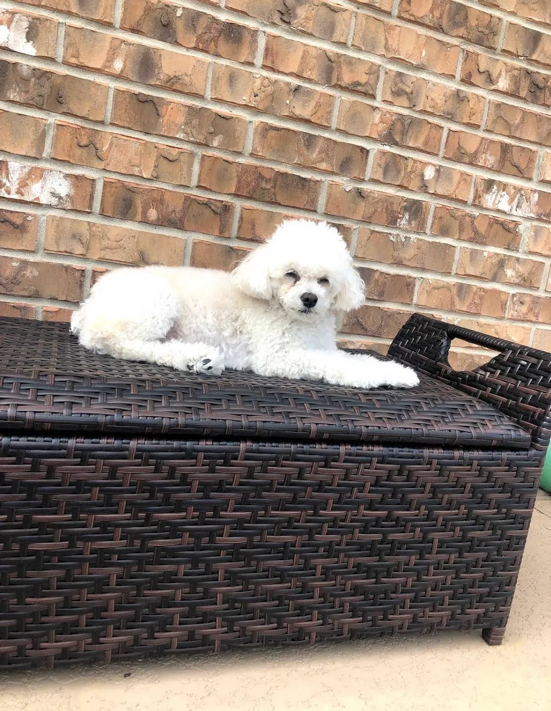 Lost dog in Spring, TX, 77386
