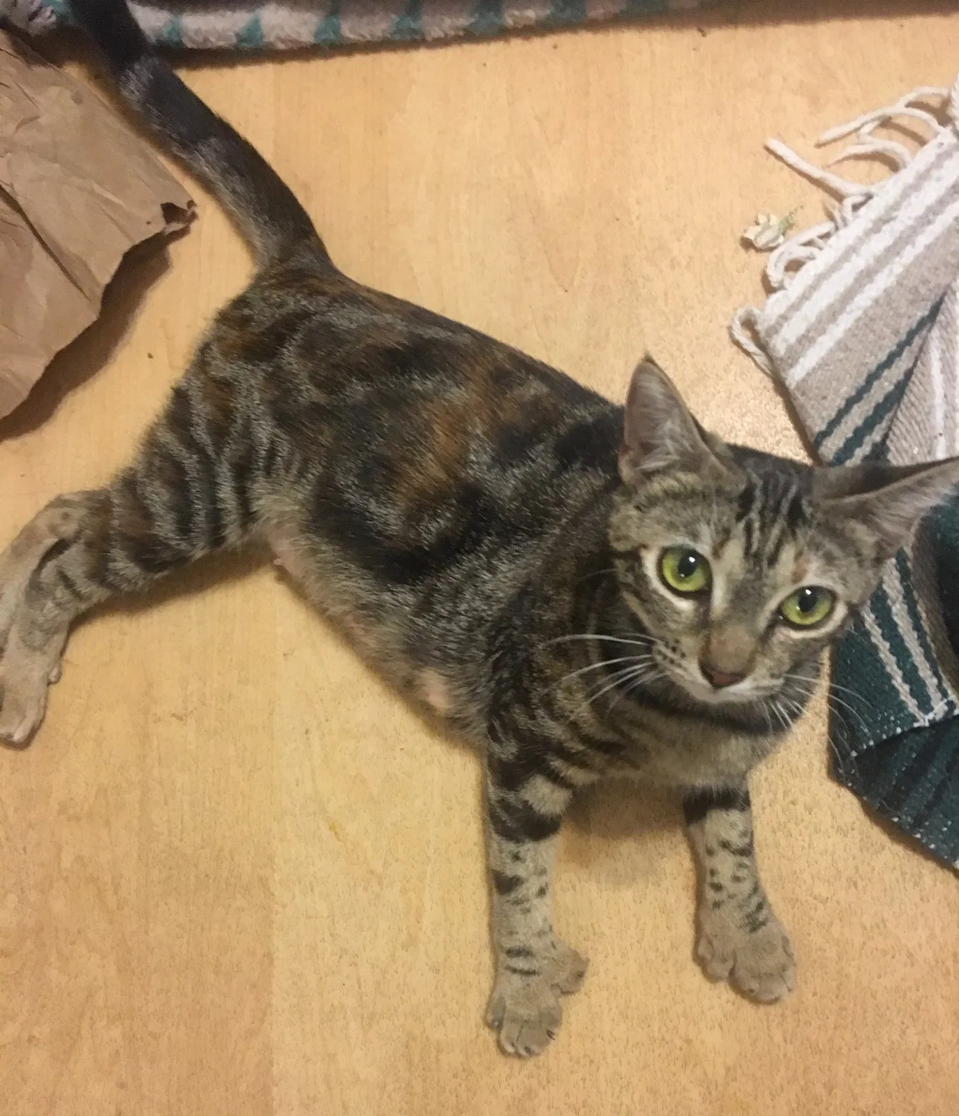 Lost cat in Armuchee, GA, 30105