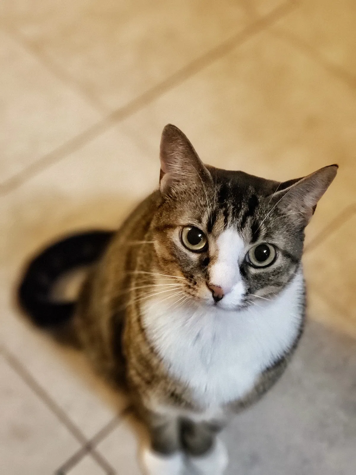 Lost cat in Staten Island, NY, 10305