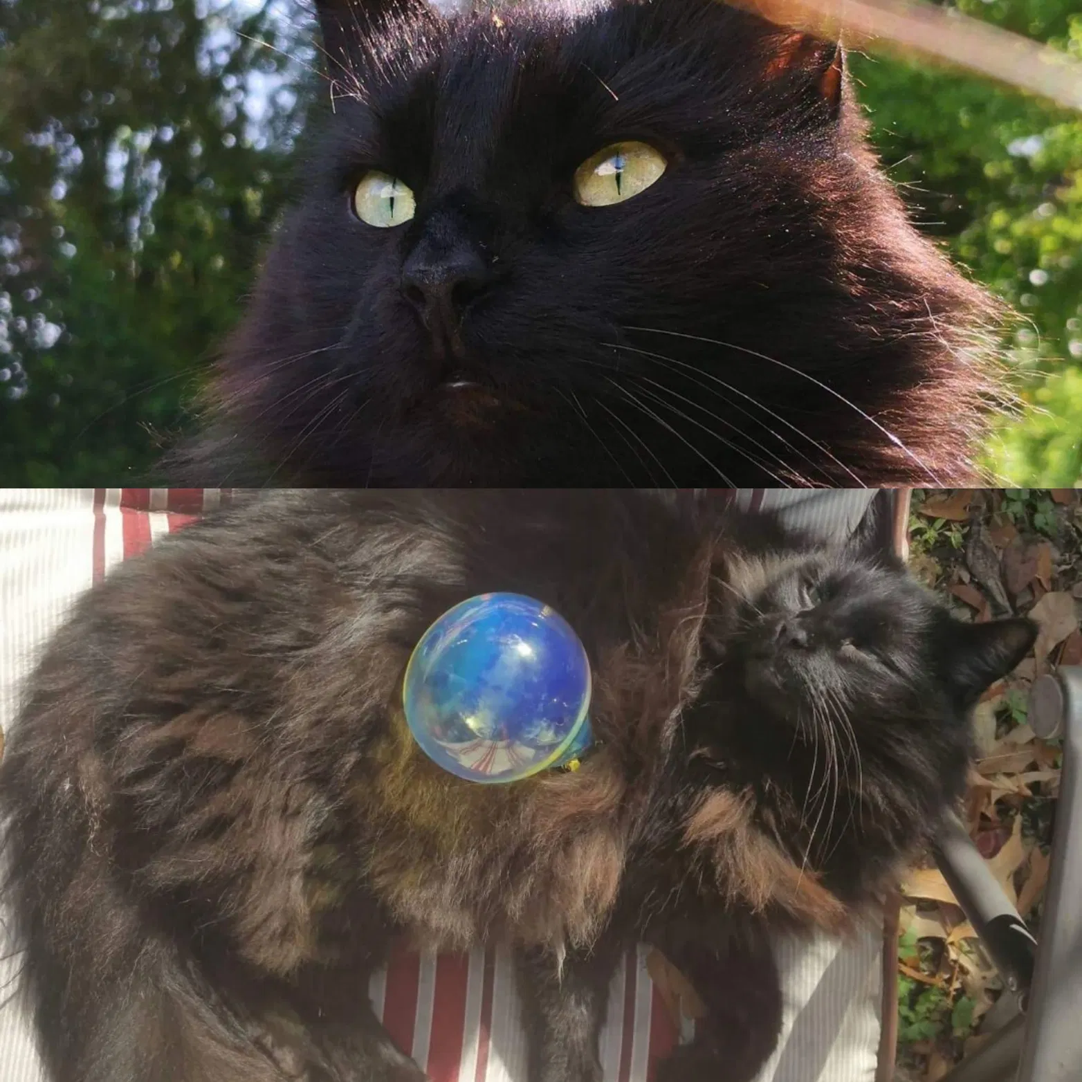 Lost cat in Baton Rouge, LA, 70808