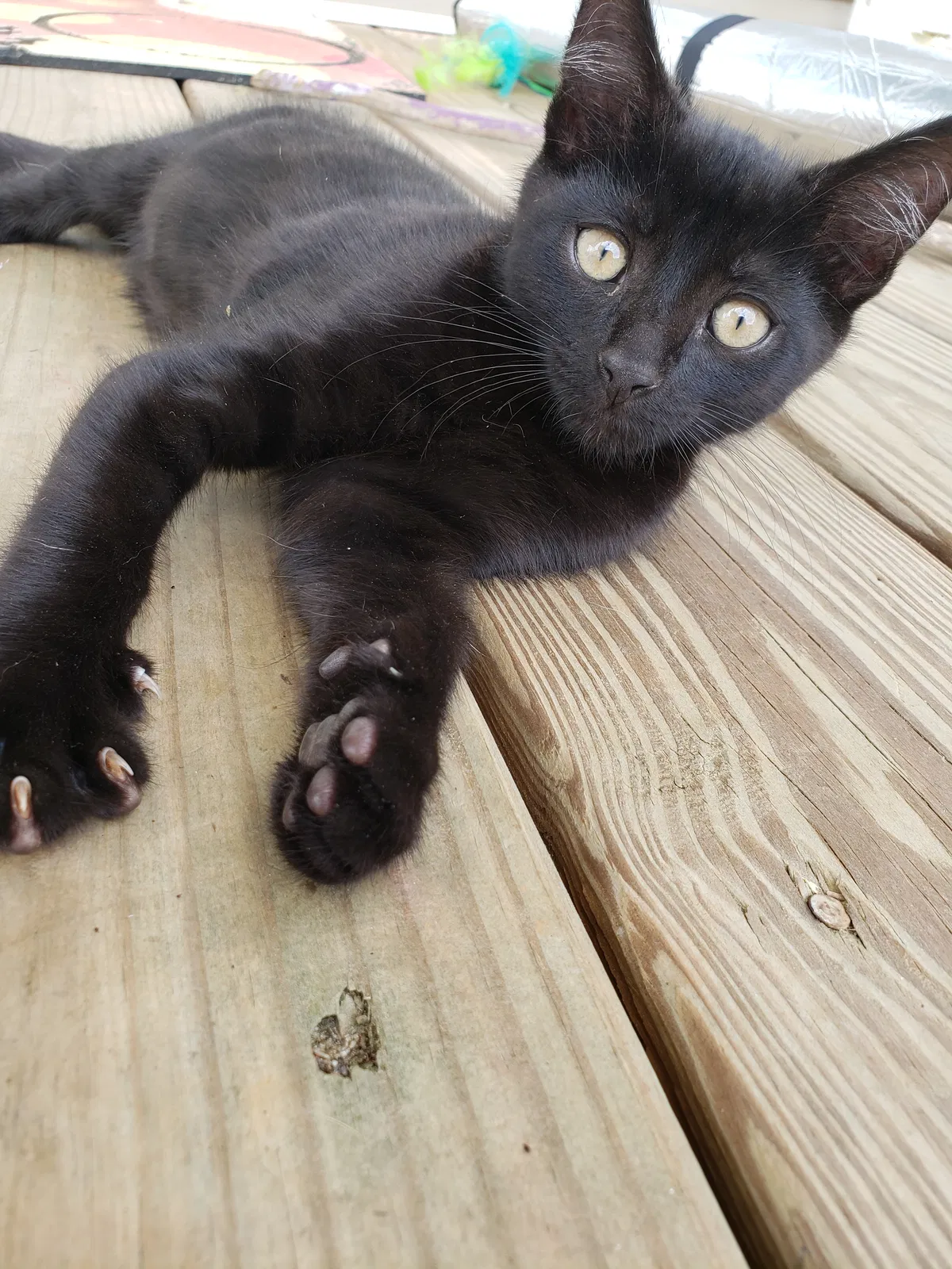 Lost cat in Anderson, SC, 29624