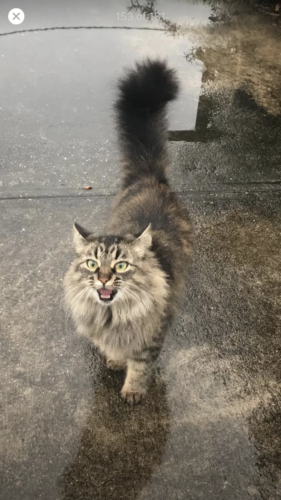 Lost cat in Ponchatoula, LA, 70454