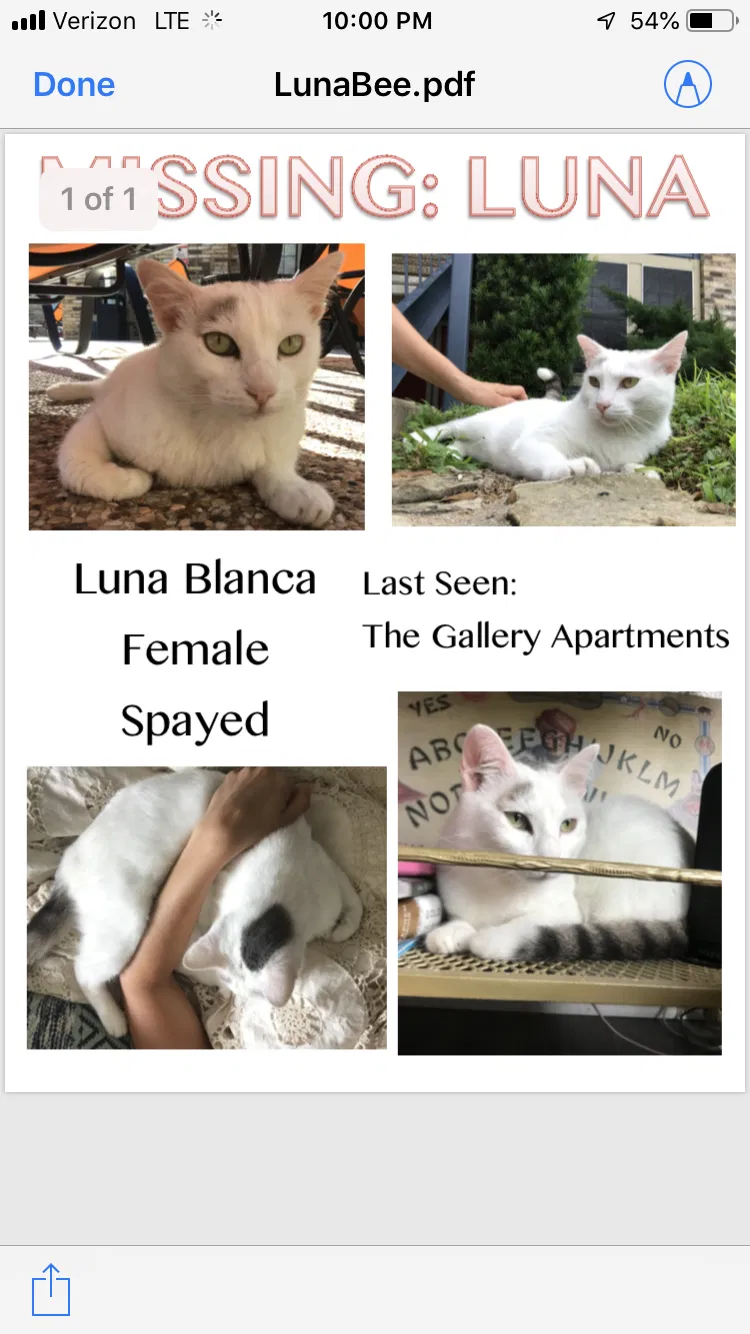 Lost cat in Austin, TX, 78704
