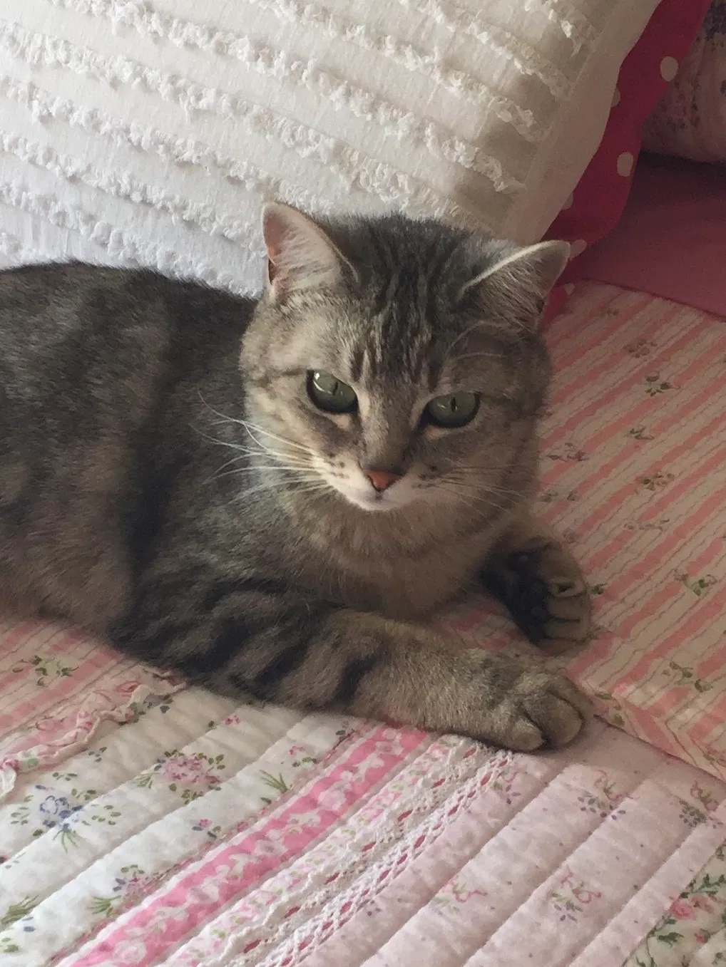 Lost cat in Puyallup, WA, 98375
