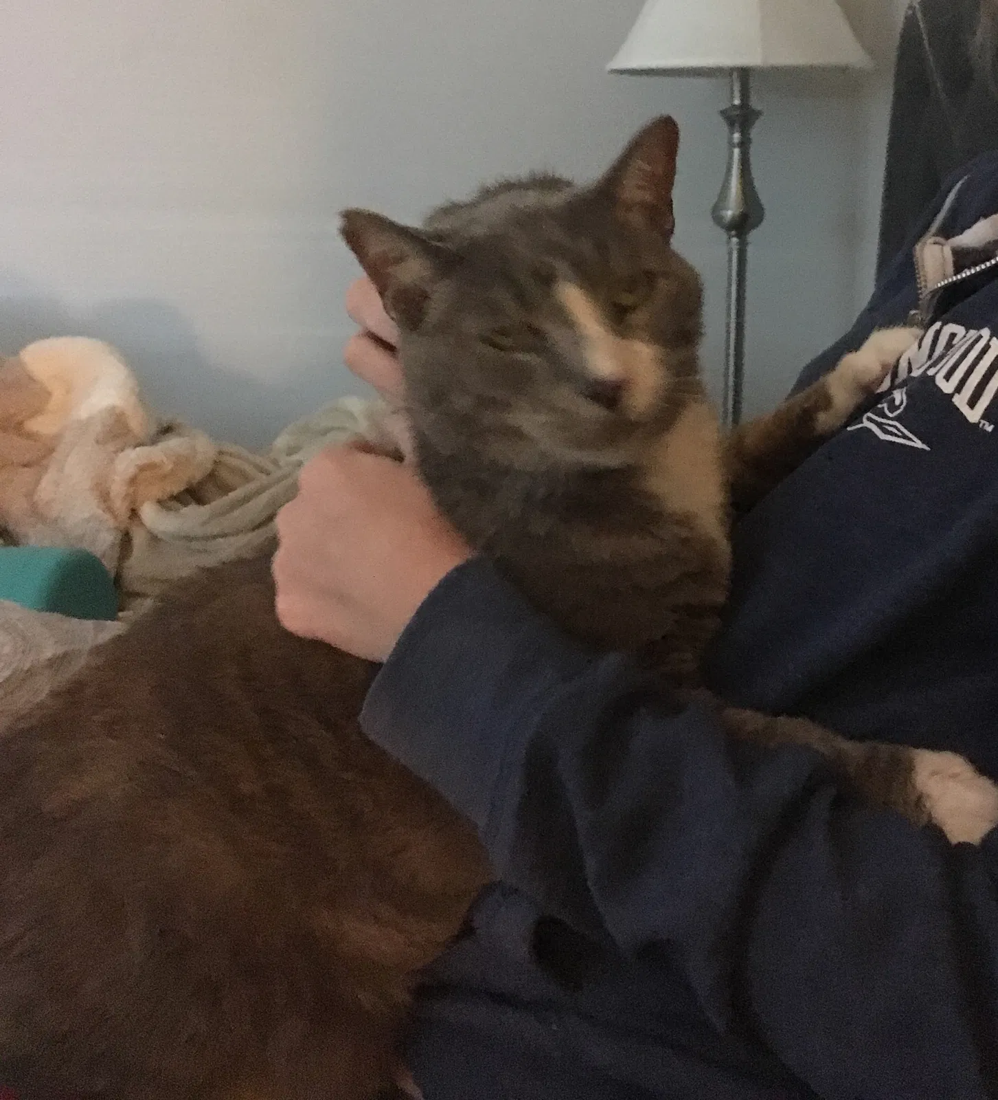 Lost cat in Virginia Beach, VA, 23451