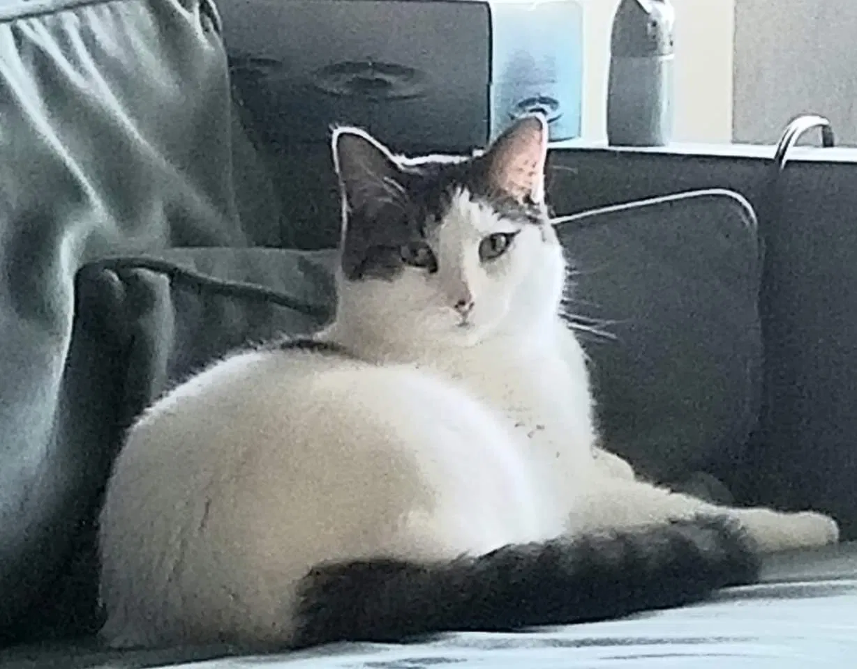 Lost cat in Burnsville, MN, 55337