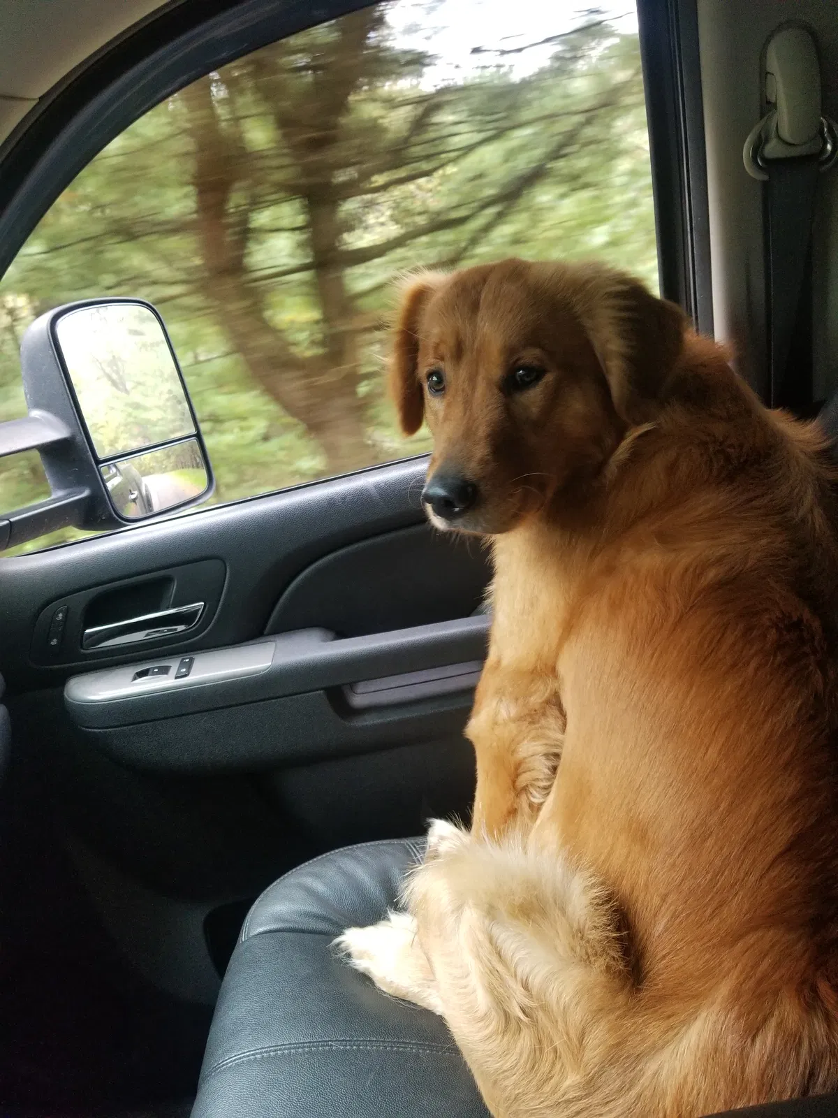 Lost dog in Oil City, PA, 16301
