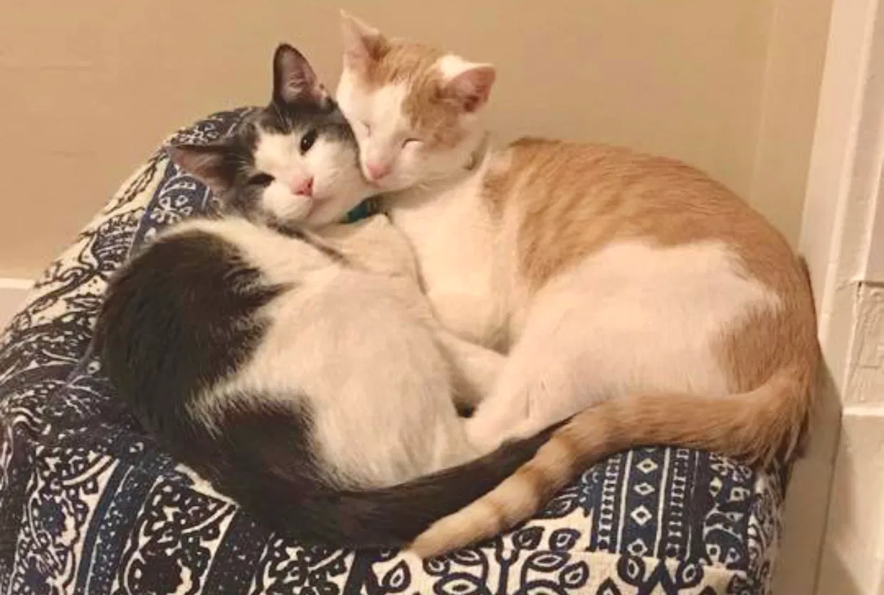 Lost cat in Algoma, WI, 54201