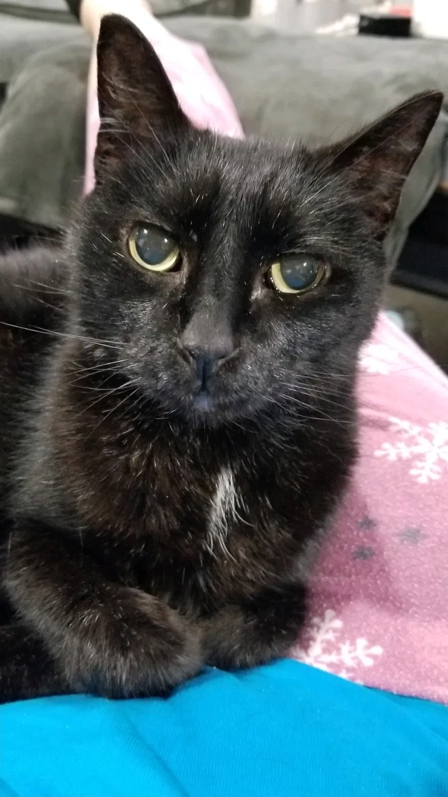 Lost cat in Spring, TX, 77388