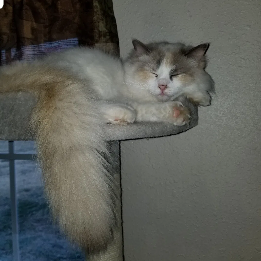 Lost cat in Rogers, AR, 72756