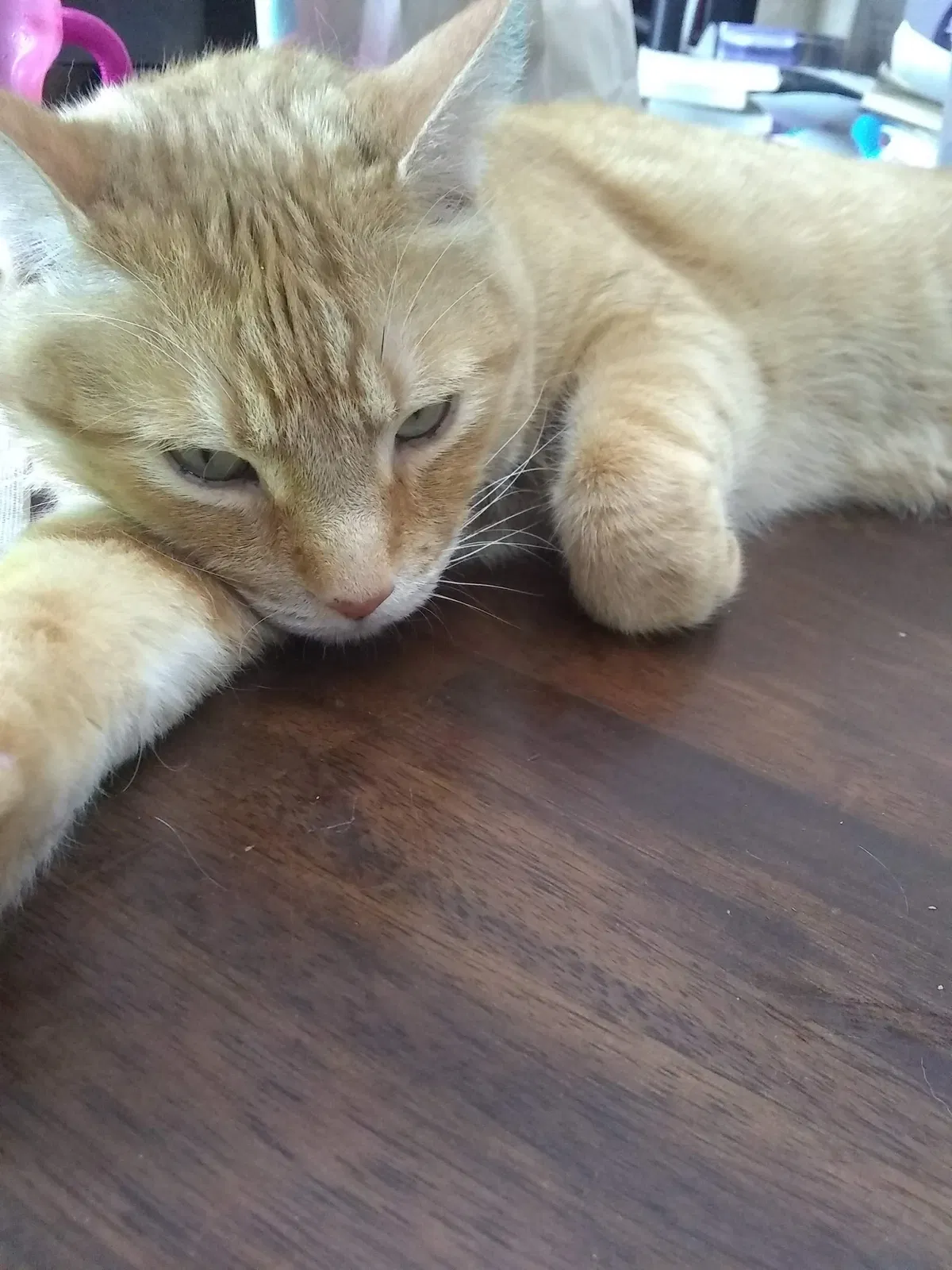 Lost cat in Aurora, CO, 80017