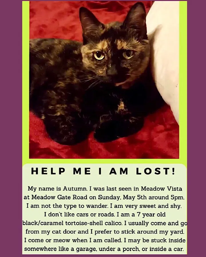 Lost cat in Meadow Vista, CA, 95722