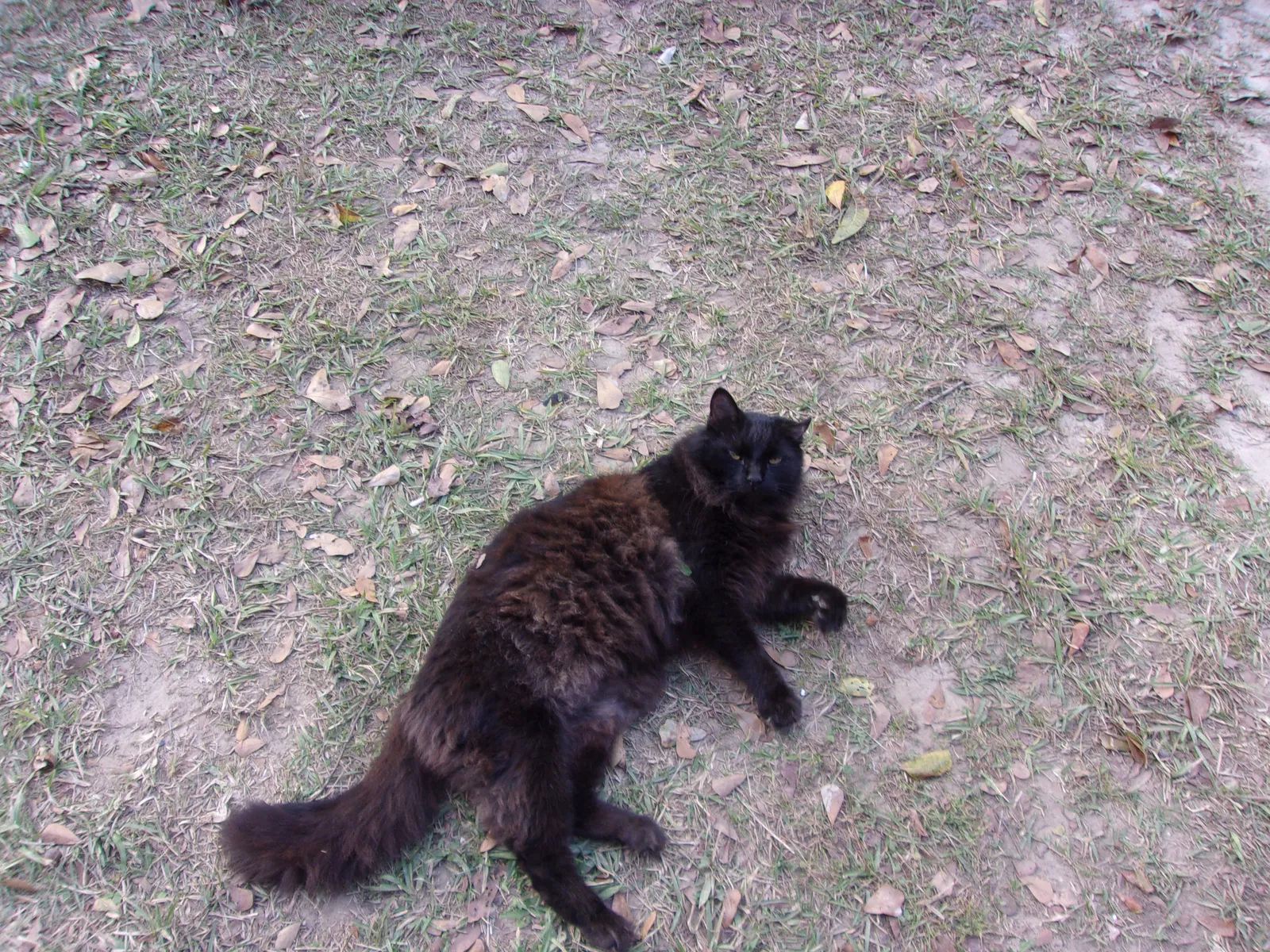 Lost cat in Foley, AL, 36535