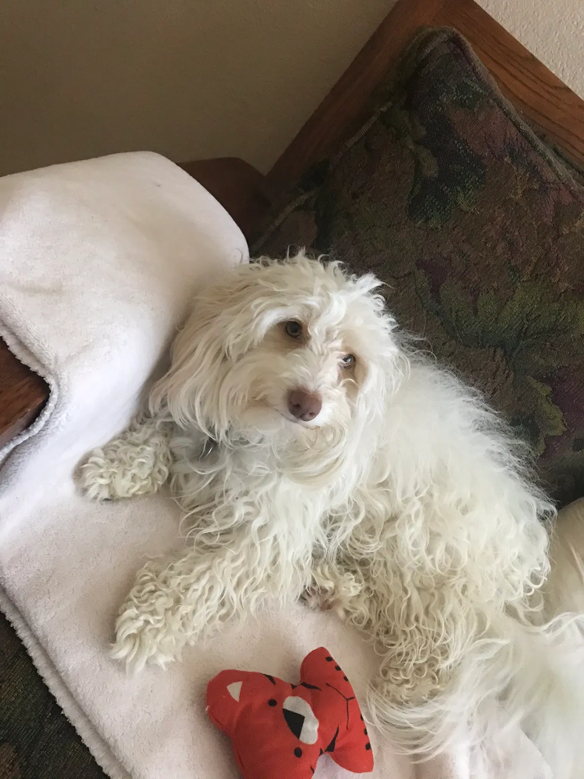 Lost dog in Waco, TX, 76707