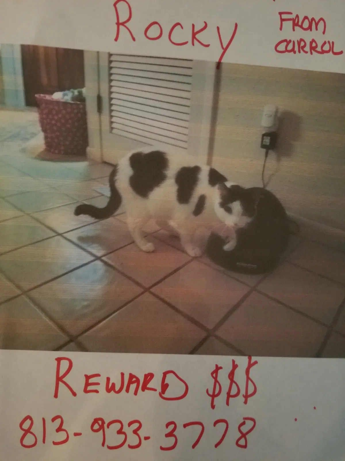 Lost cat in Tampa, FL, 33612
