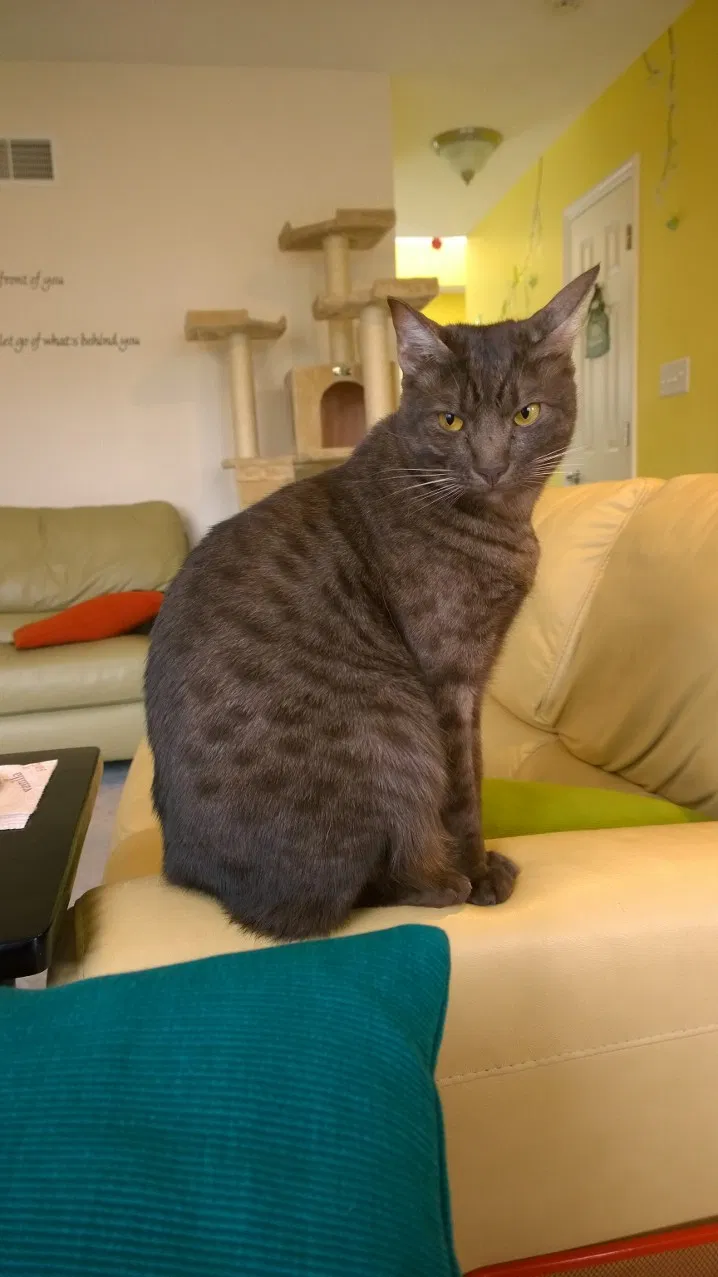 Lost cat in York, PA, 17408