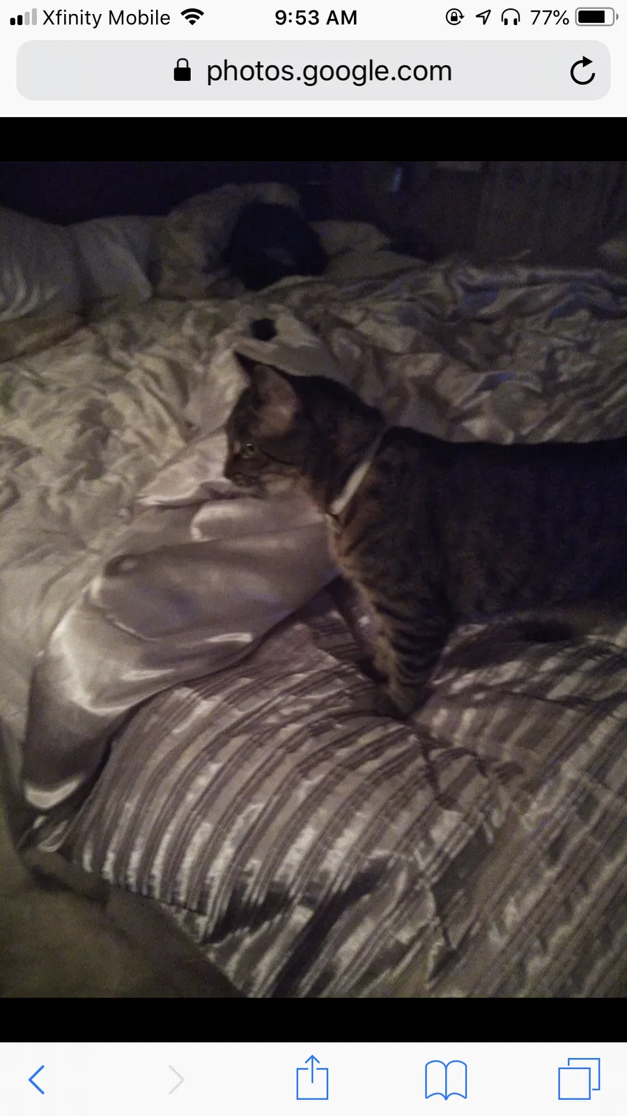 Lost cat in Mobile, AL, 36693