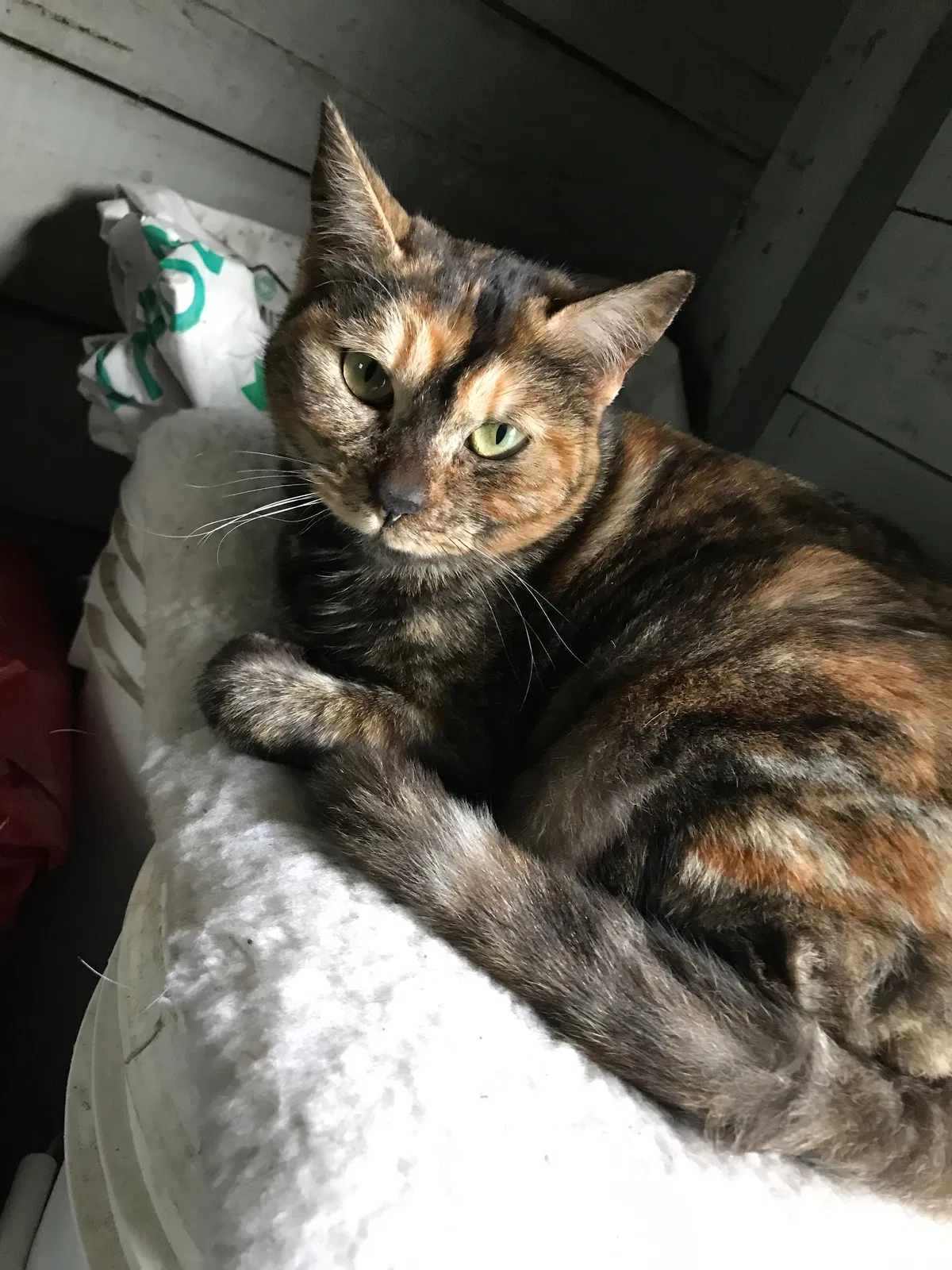 Lost cat in Poulsbo, WA, 98370