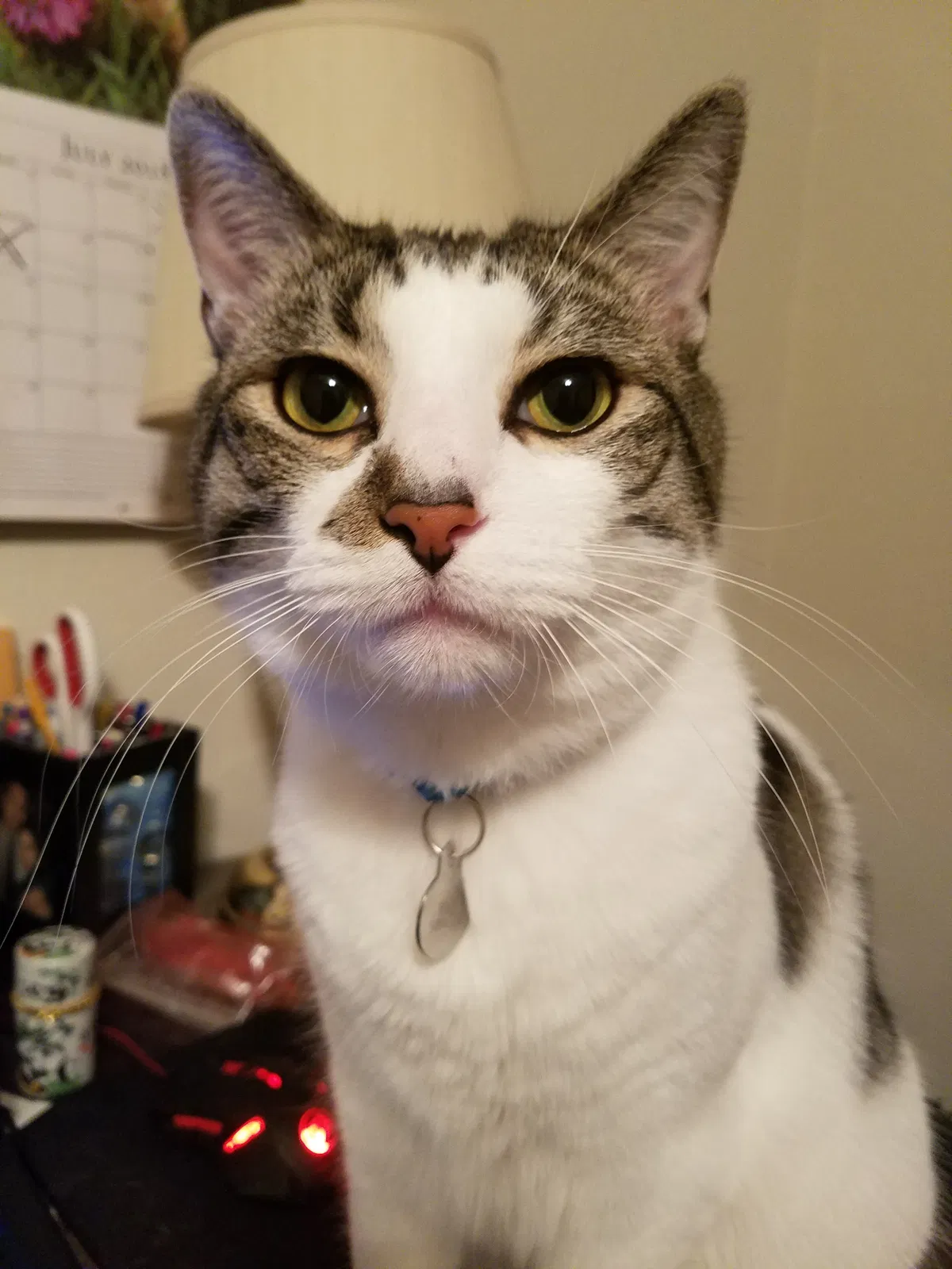 Lost cat in Hayward, CA, 94541