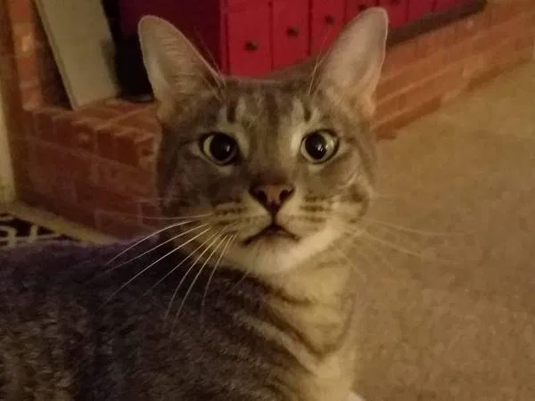 Lost cat in Edmond, OK, 73034