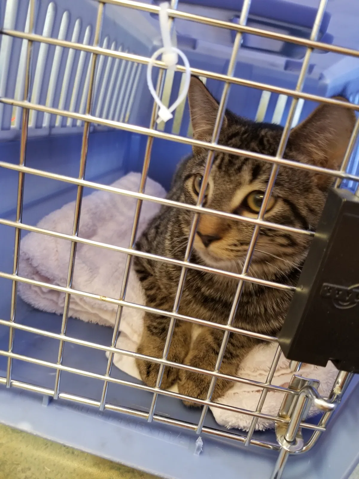 Lost cat in Sparks, NV, 89436
