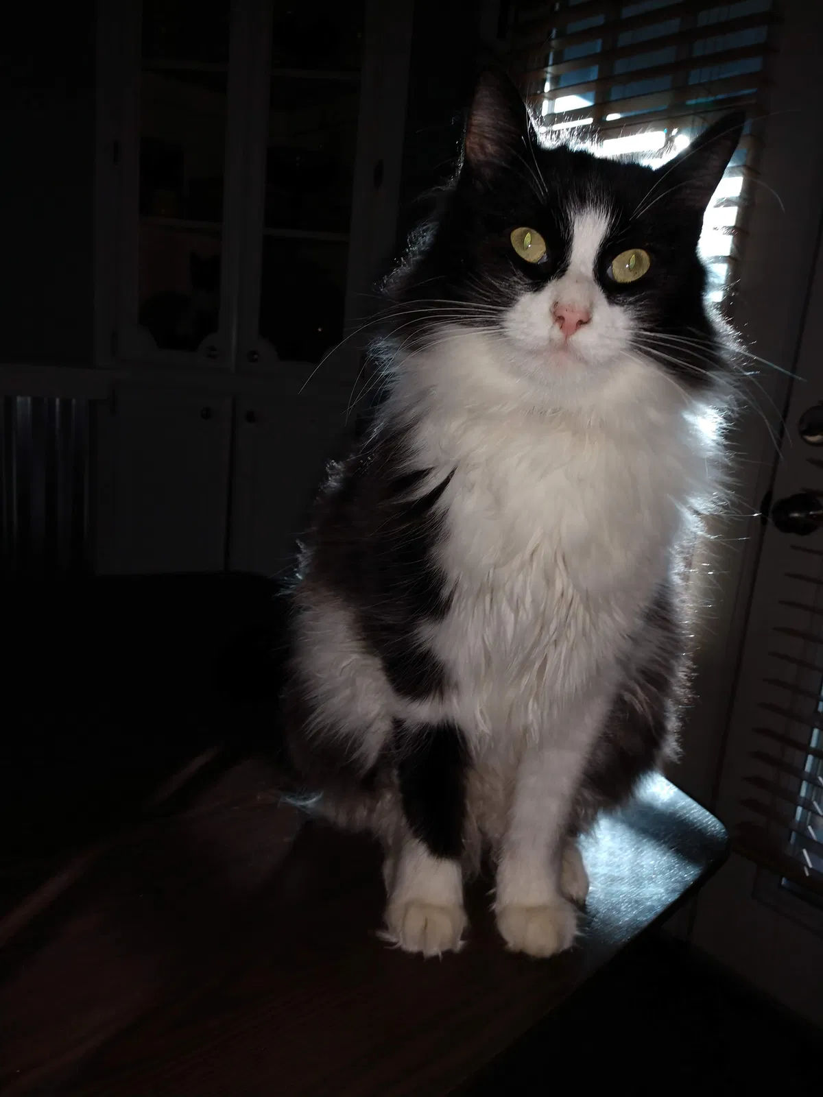Lost cat in Oklahoma City, OK, 73160