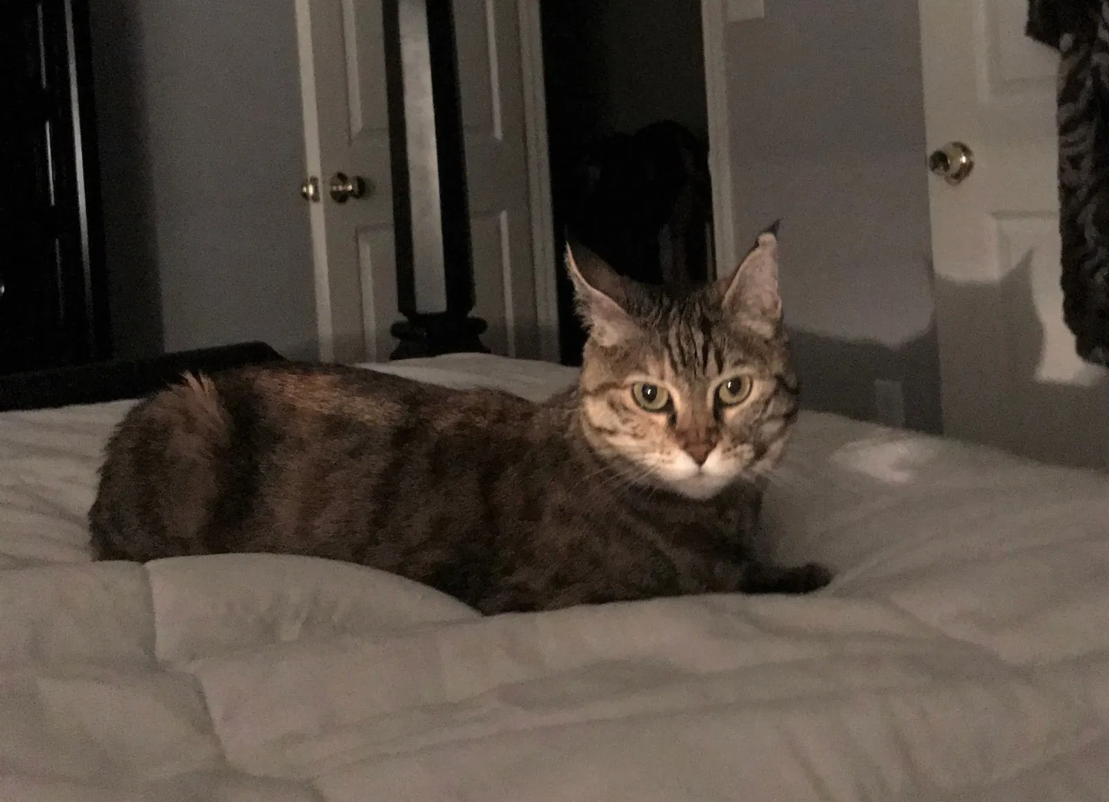 Lost cat in Alexandria, VA, 22309