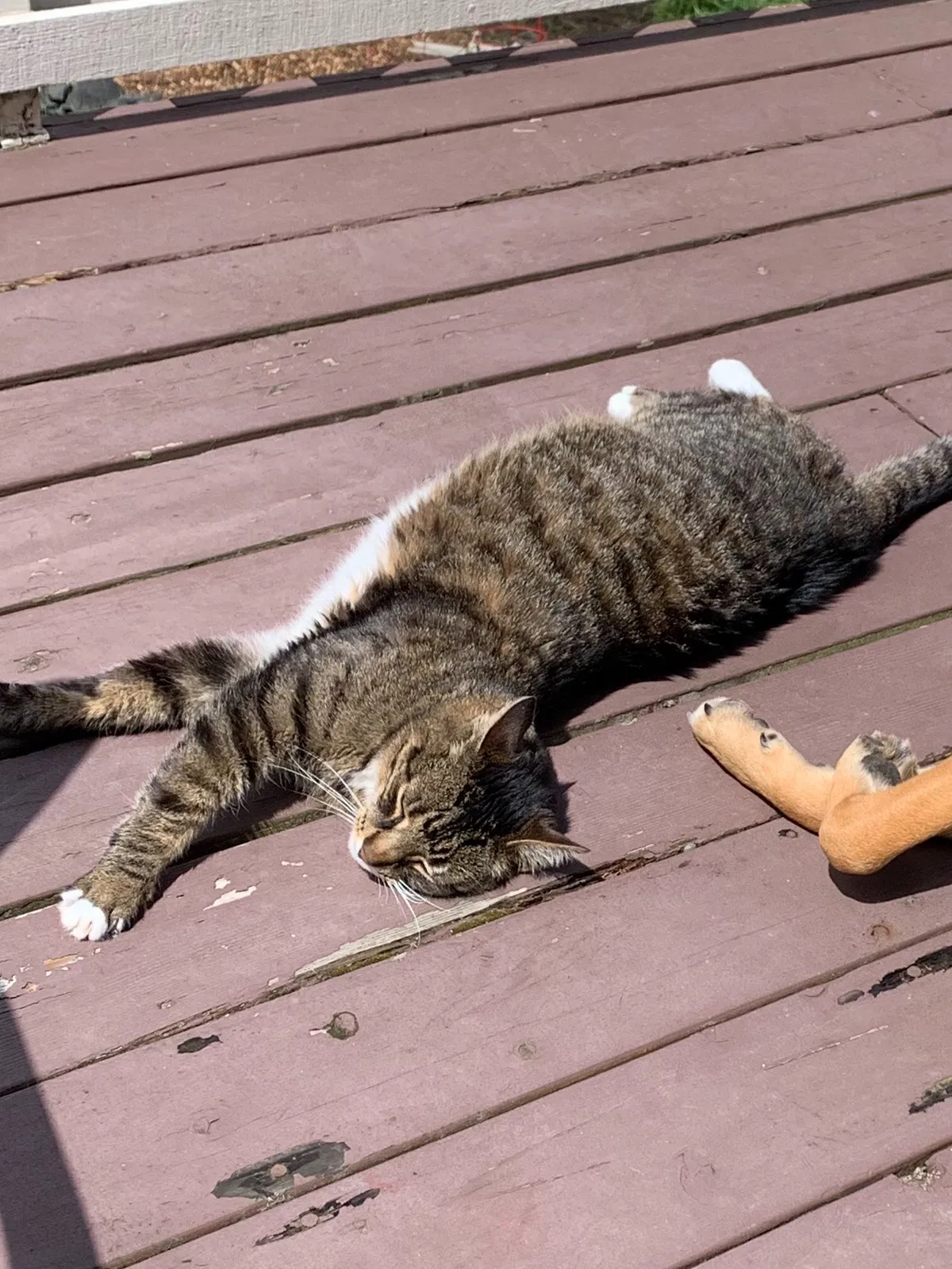 Lost cat in Steilacoom, WA, 98388