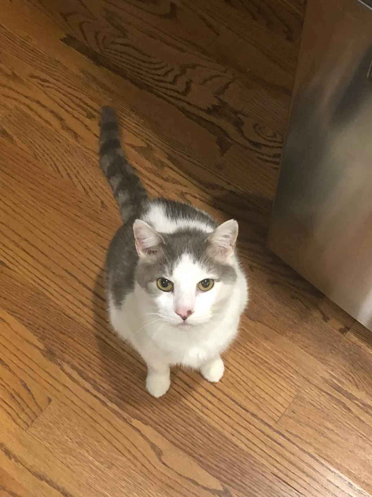 Lost cat in Birmingham, AL, 35226
