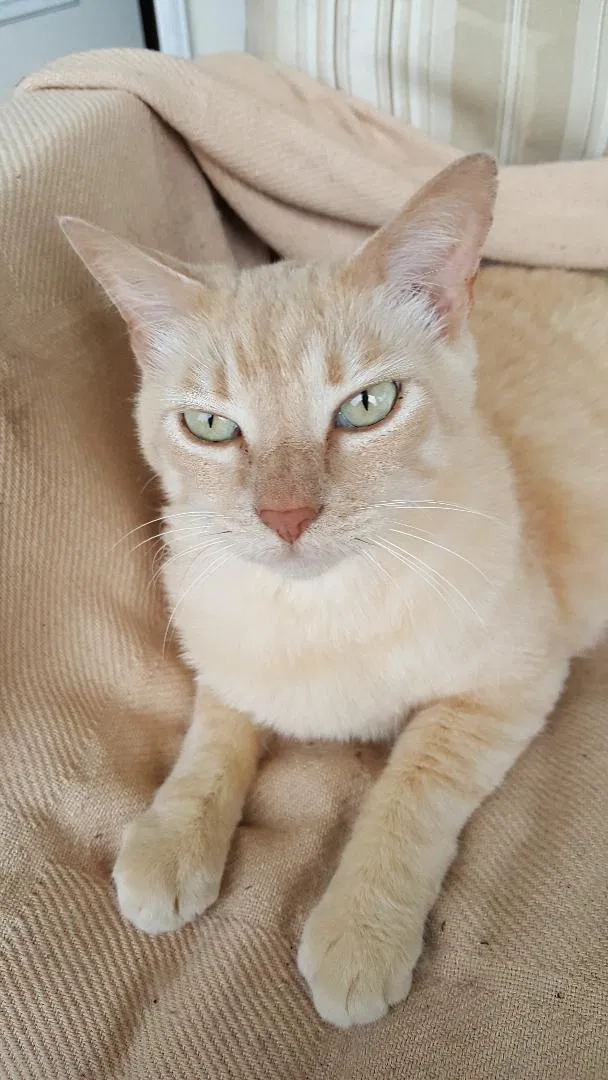 Lost cat in Humble, TX, 77346