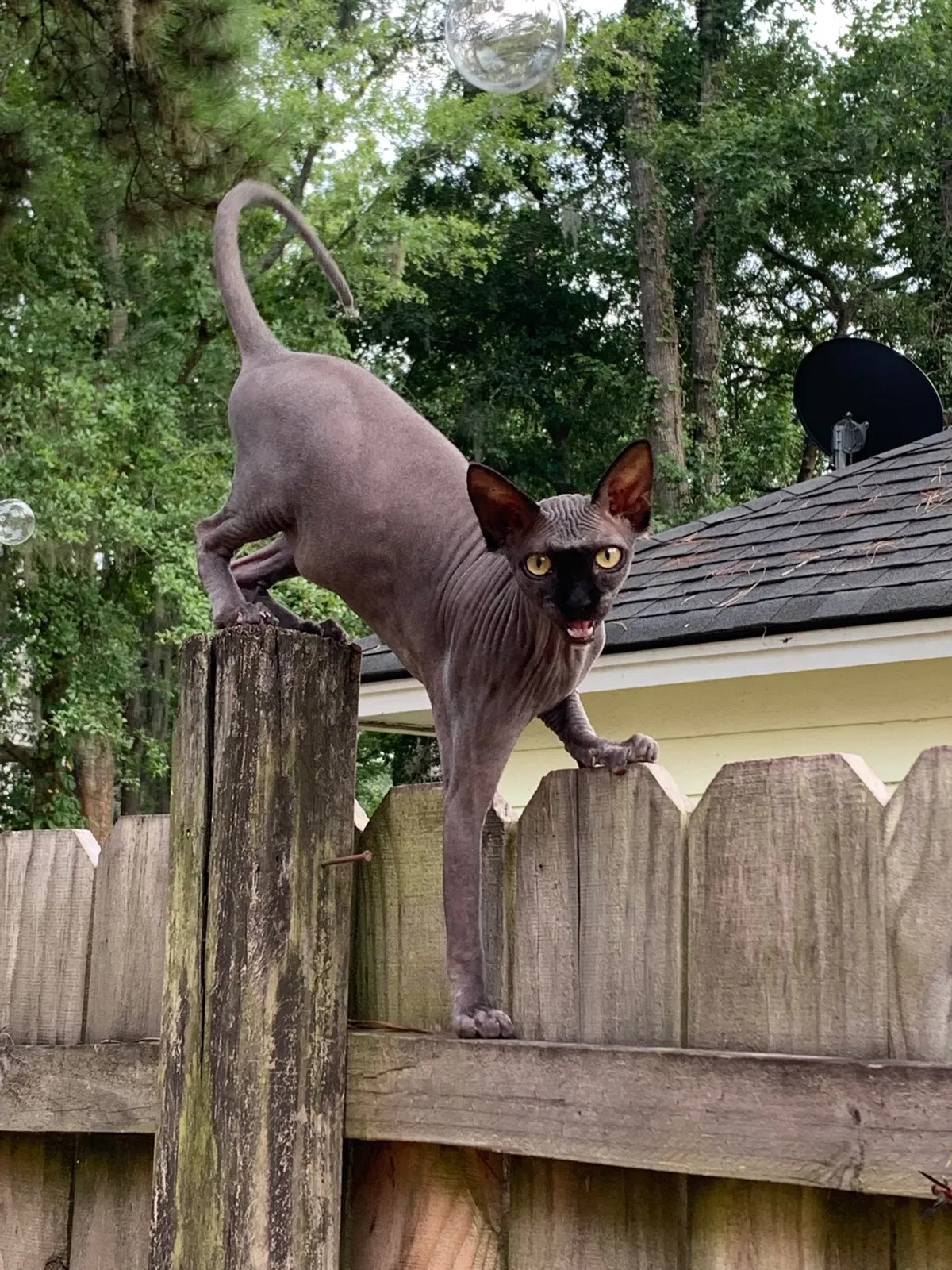 Lost cat in Savannah, GA, 31419
