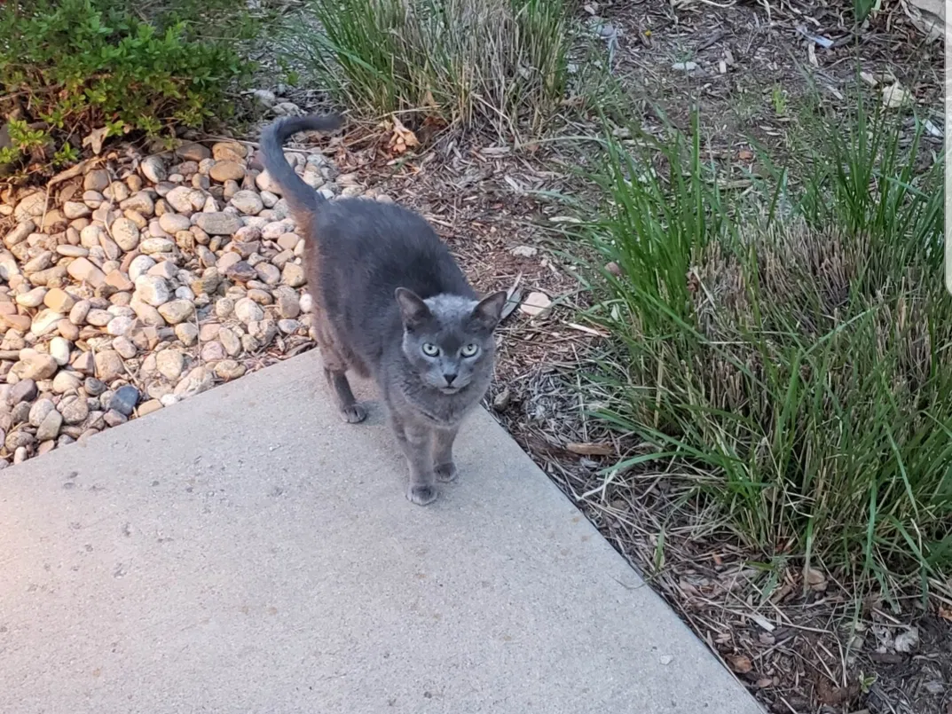Lost cat in Lone Tree, CO, 80124