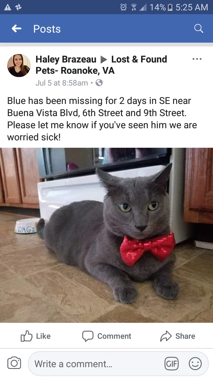 Lost cat in Roanoke, VA, 24013