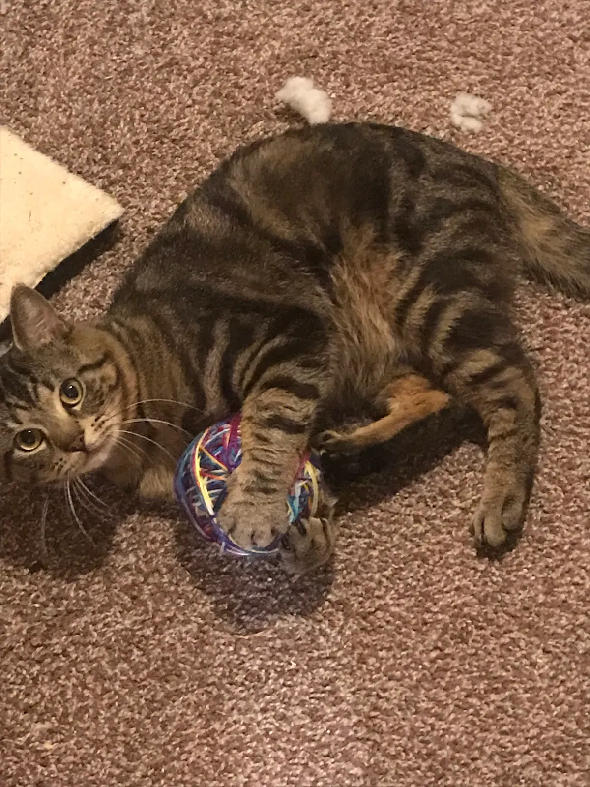 Lost cat in Albany, NY, 12205