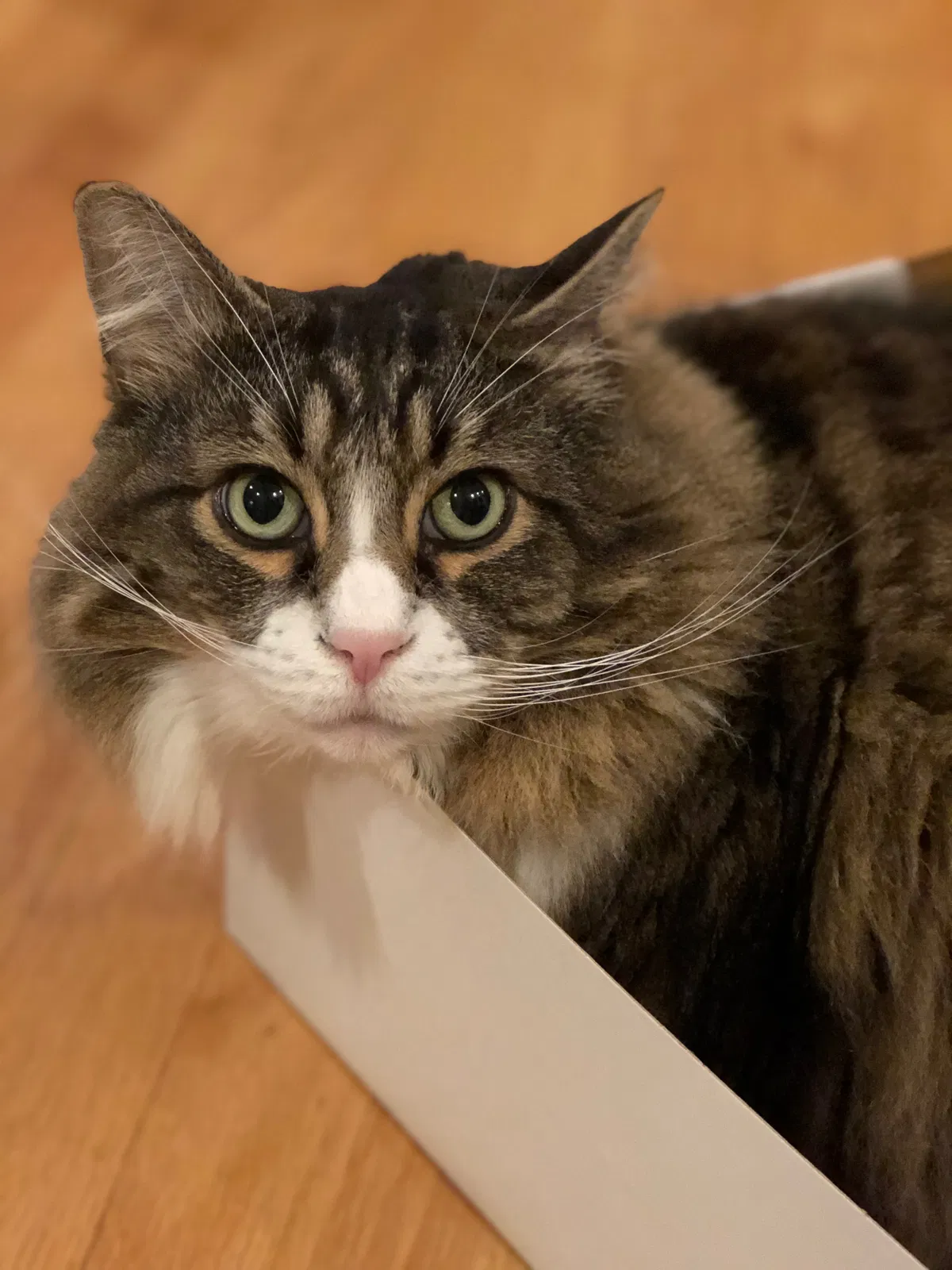 Lost cat in Portland, OR, 97236
