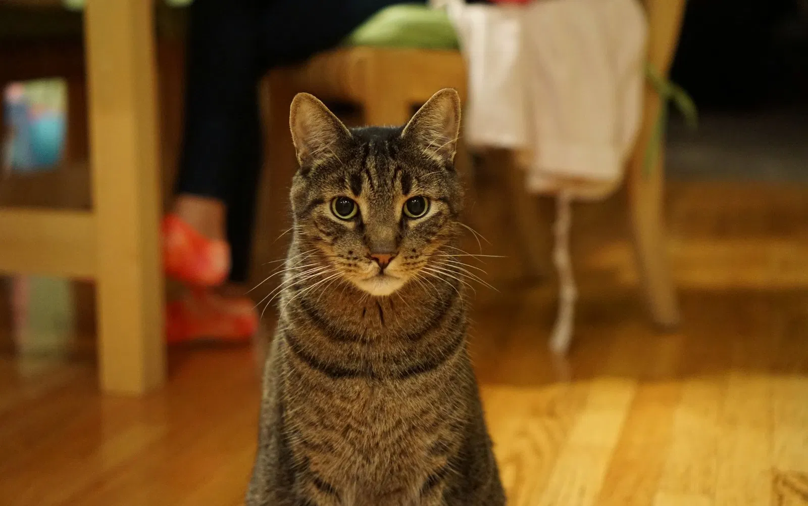 Lost cat in Saint Paul, MN, 55129