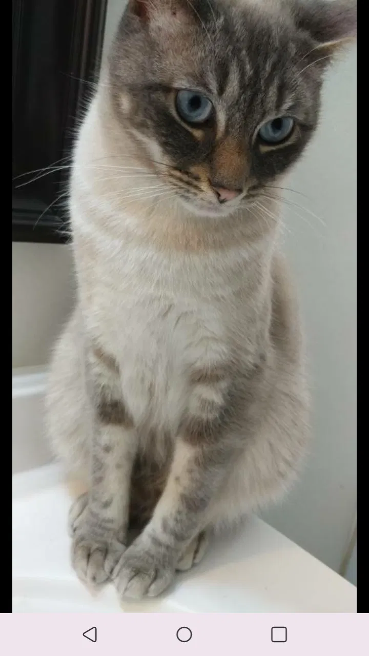 Lost cat in Newbury Park, CA, 91320