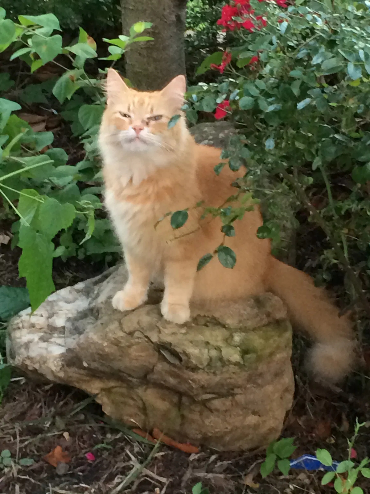 Lost cat in Unknown, TN, 3