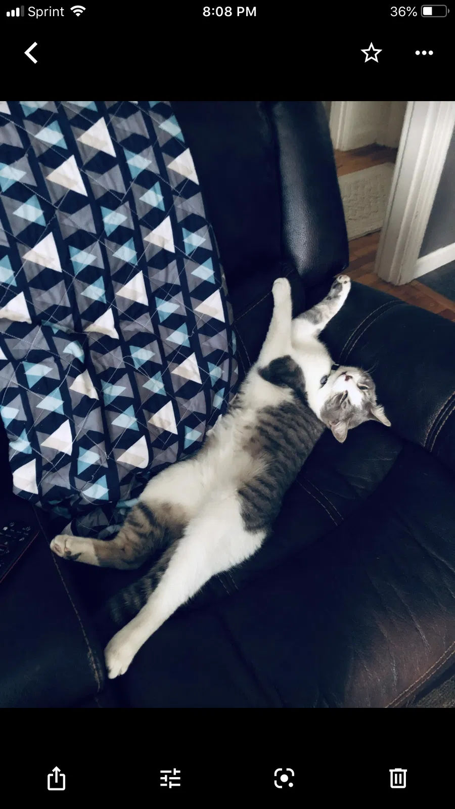 Lost cat in Enumclaw, WA, 98022