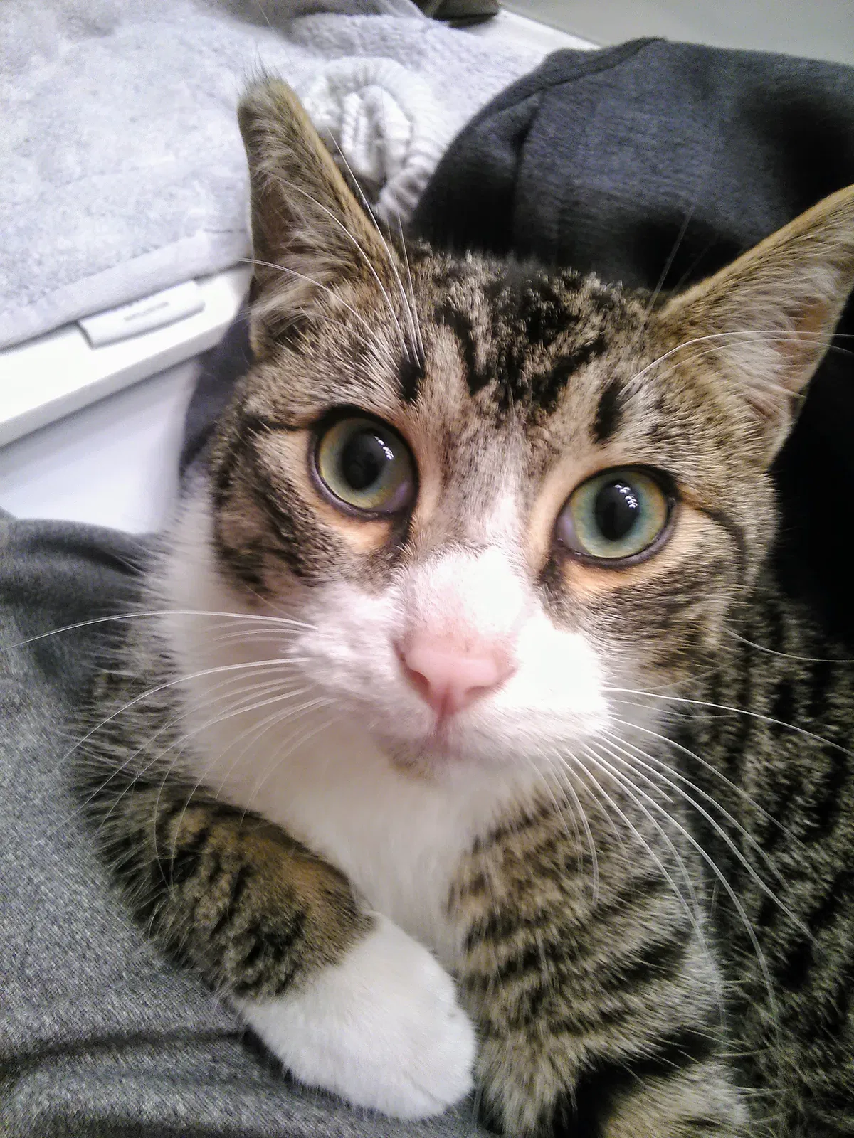 Lost cat in North Plains, OR, 97133