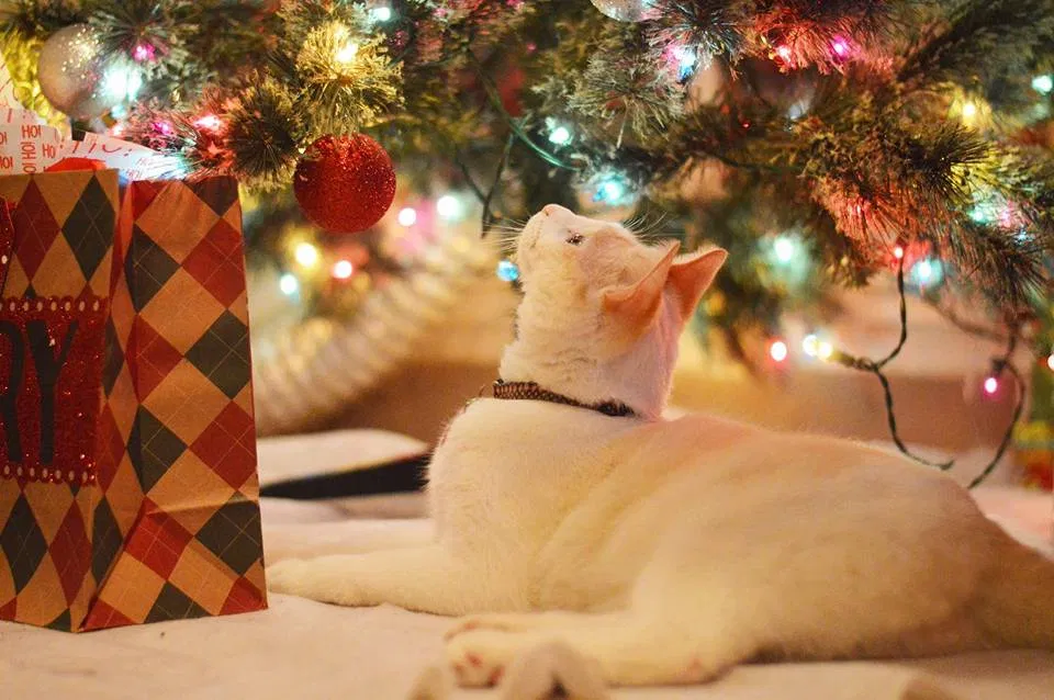 Lost cat in Bells, TN, 38006
