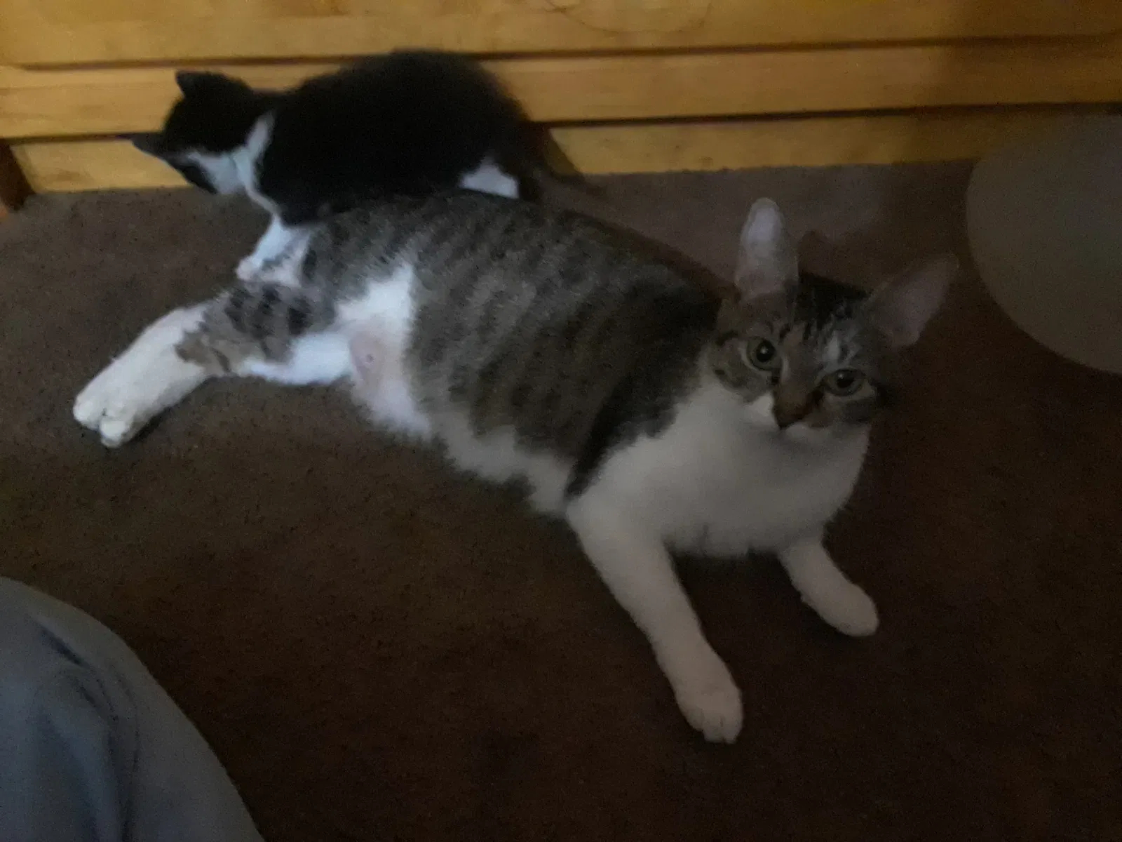Lost cat in Ellenwood, GA, 30294