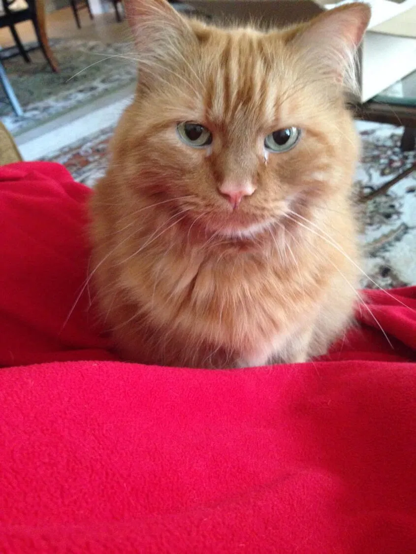 Lost cat in Grand Prairie, TX, 75052