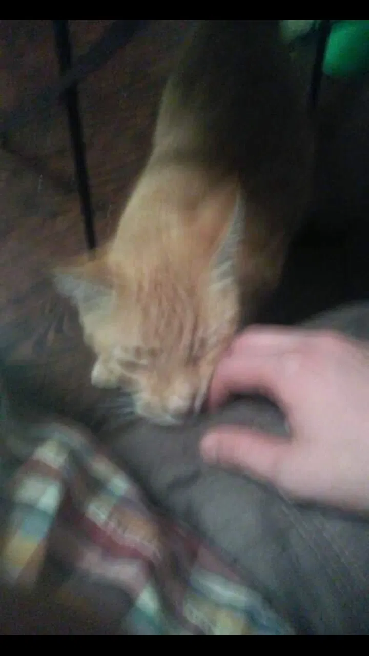 Lost cat in Troup, TX, 75789