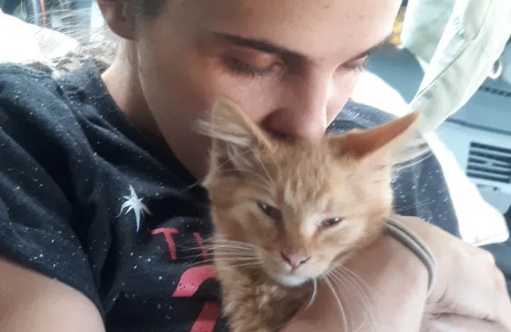 Lost cat in Fort Collins, CO, 80524